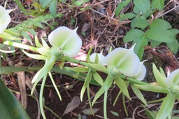 39 Angraecum eburneum Bory - Petite comète. - Orchidaceae - Indigène Réunion