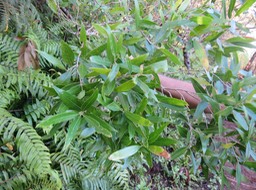 4 Olea lancea - Bois d'olive blanc -  Oleaceae - Indigène (endémique) de La Réunion et de l'île Maurice