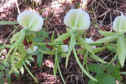 41 Angraecum eburneum Bory - Petite comète. - Orchidaceae - Indigène Réunion