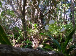 47 Angraecum eburneum Bory - Petite comète. - Orchidaceae - Indigène Réunion