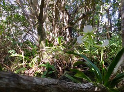 48 Angraecum eburneum Bory - Petite comète. - Orchidaceae - Indigène Réunion