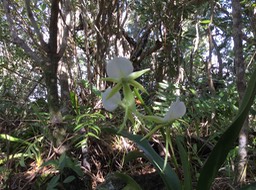 49 Angraecum eburneum Bory - Petite comète. - Orchidaceae - Indigène Réunion
