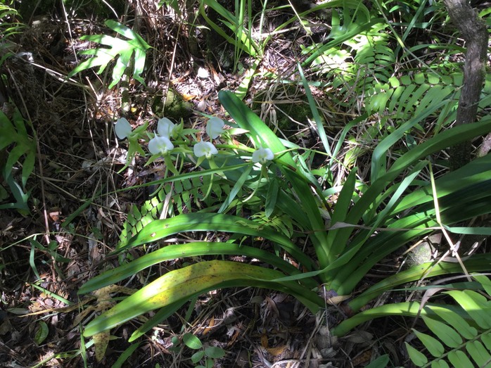 50 Angraecum eburneum Bory - Petite comète. - Orchidaceae - Indigène Réunion