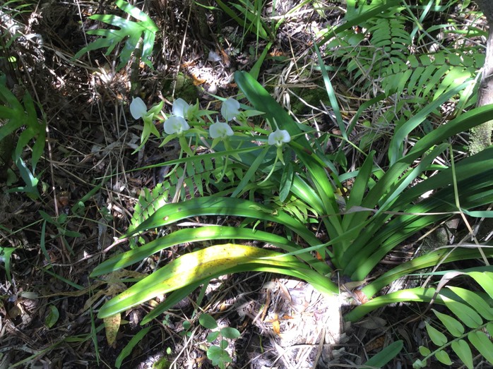 51 Angraecum eburneum Bory - Petite comète. - Orchidaceae - Indigène Réunion