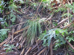 7 Carex Brunnea - - Cyperaceae