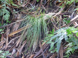 8 Carex Brunnea - - Cyperaceae
