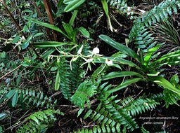 Angraecum eburneum Bory subsp eburneum.petite comète . orchidaceae .IMG_4649