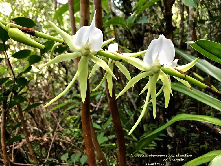 Angraecum eburneum Bory subsp eburneum .petite comète .orchidaceae .IMG_4651