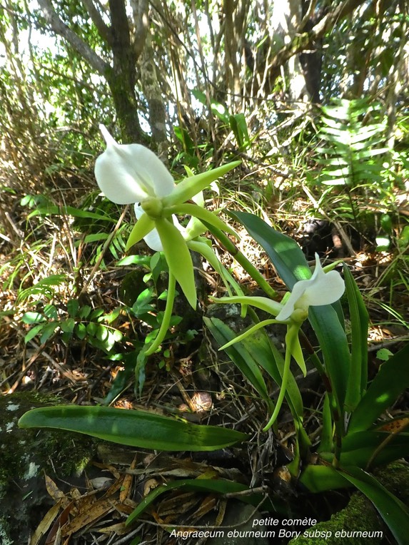 Angraecum eburneum Bory subsp eburneum . petite comète .orchidaceae .P1600352