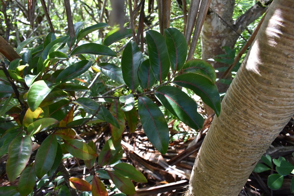 Bois de cabri rouge - Casearia coriaceae - SALICACEAE - Endémique Réunion Maurice