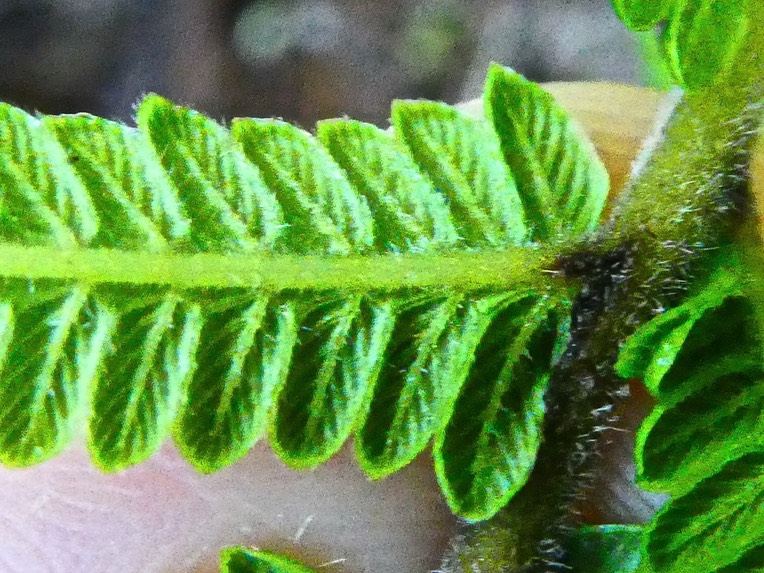 détail face inférieure de la fronde de Sphaerostephanos unitus . fougère indigène Réunion 