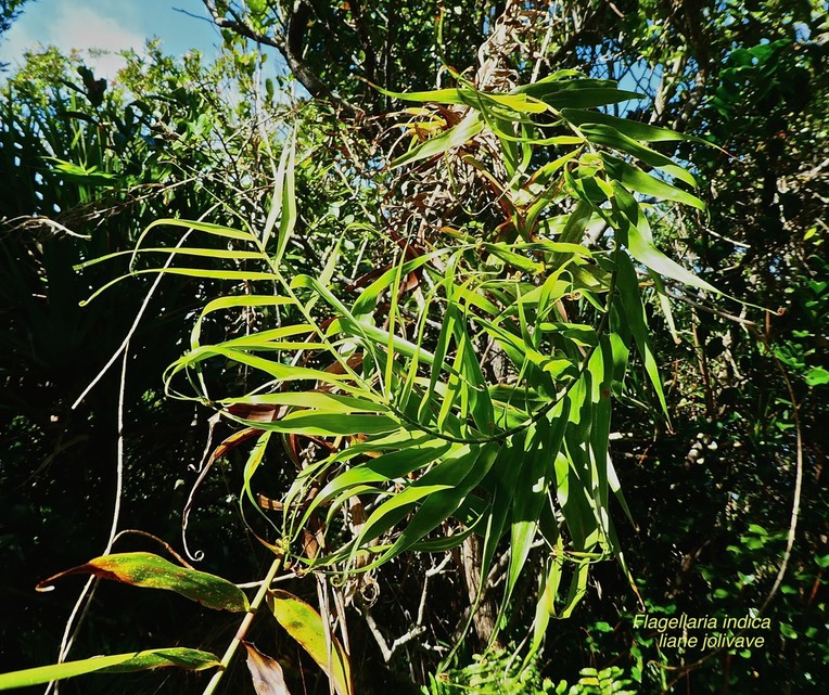 Flagellaria indica .liane jolivave . flagellariaceae .indigène Réunion .P1600421