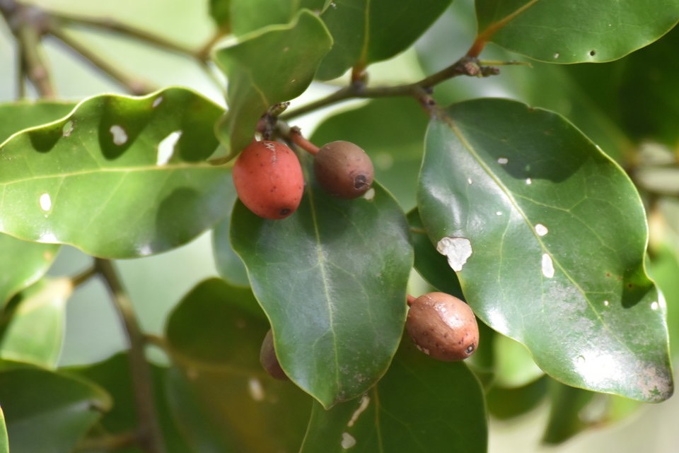 Fruits Bois d'effort - Olax psittacorum - OLACACEAE - Endémique Réunion Maurice