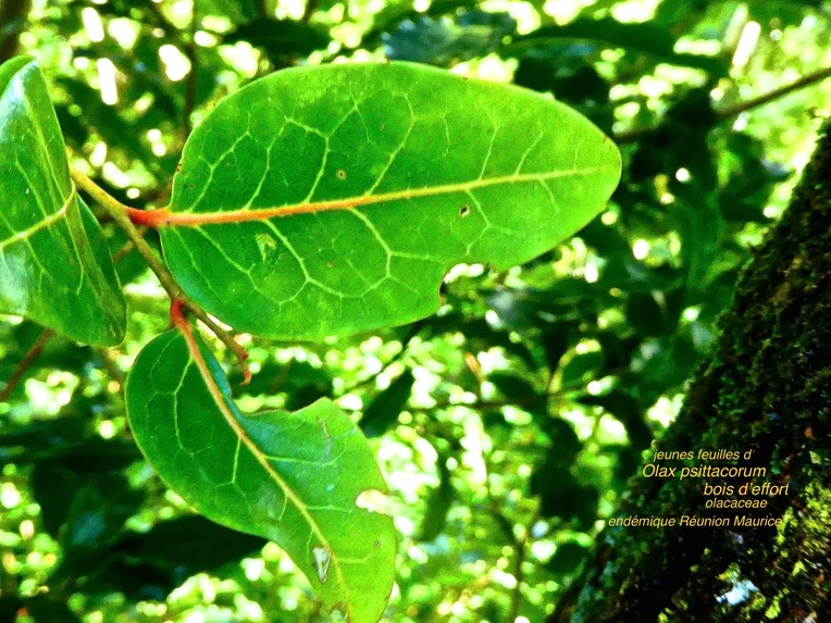 jeunes feuilles d'Olax psittacorum . bois d'effort. olacaceae endémique Réunion Maurice .P1600291