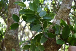 Liane de lait adulte - Trichosandra borbonica - APOCYNACEAE - Endémique Réunion