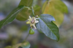 Liane grain d'encre - Passiflora suberosa - PASSIFLORACEAE - EE