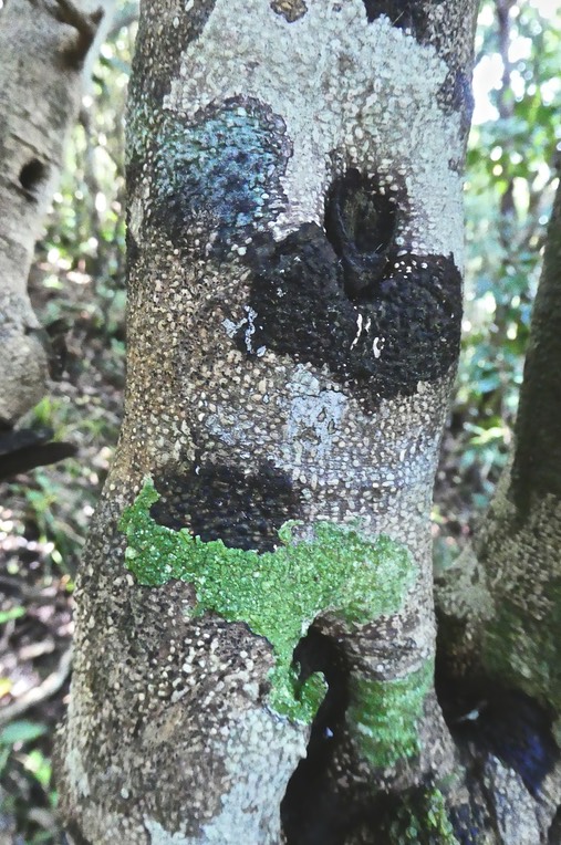 lichens colorés sur tronc de Maillardia borbonica . bois de maman . Moraceae P1600429