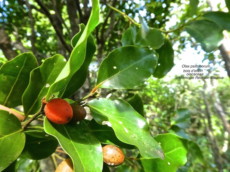 Olax psittacorum . bois d'effort .olacaceae . endémique Réunion Maurice .P1600274