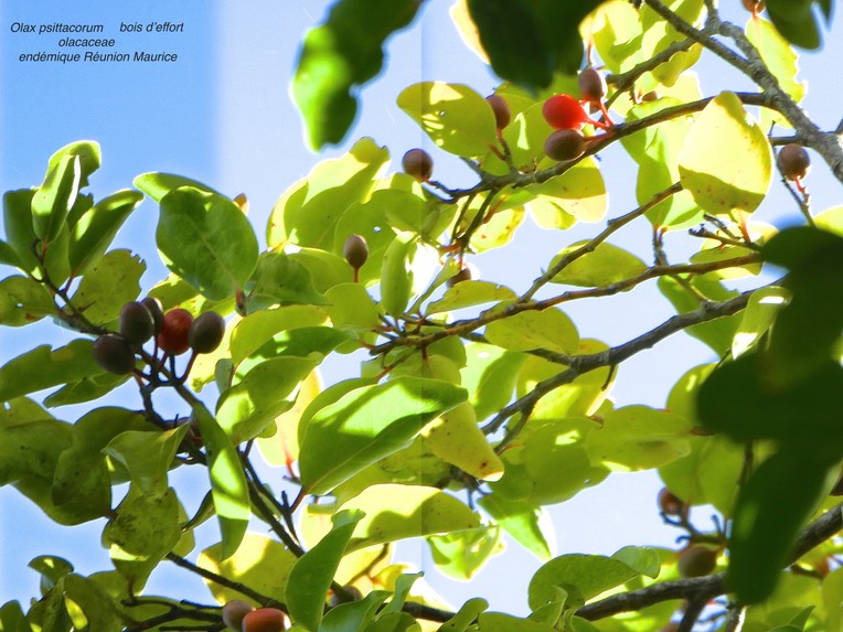 Olax psittacorum . bois d'effort .olacaceae .endémique Réunion Maurice .P1600264