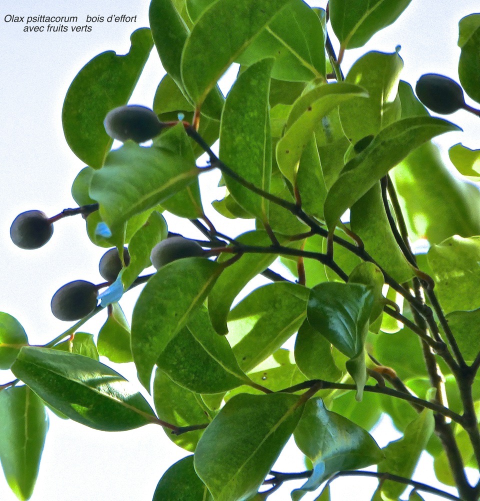 Olax psittacorum . bois d'effort . olacaceae  .endémique Réunion Maurice.P1600255
