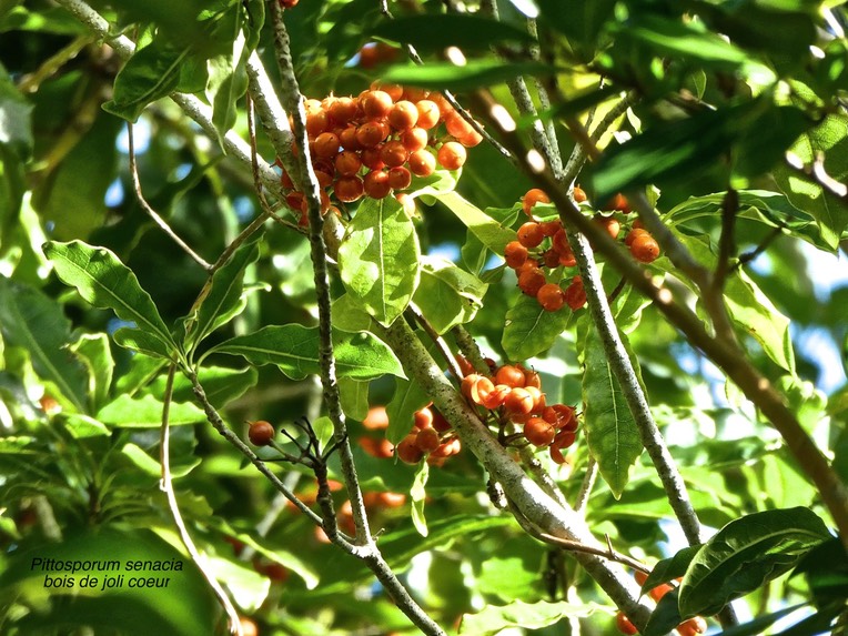 Pittosporum senacia . Bois de joli coeur avec fruits . pittosporaceae . indigène Réunion P1600221