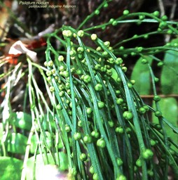 Psilotum nudum . Psilote nu . psilotaceae . indigène Réunion  P1600171