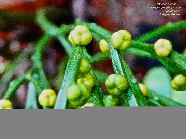 Psilotum nudum . psilote nu . psilotaceae . indigène Réunion .P1600177