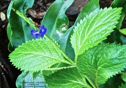 Stachytarpheta urticifolia .herbe bleue . épi bleu . verbenaceae P1600157