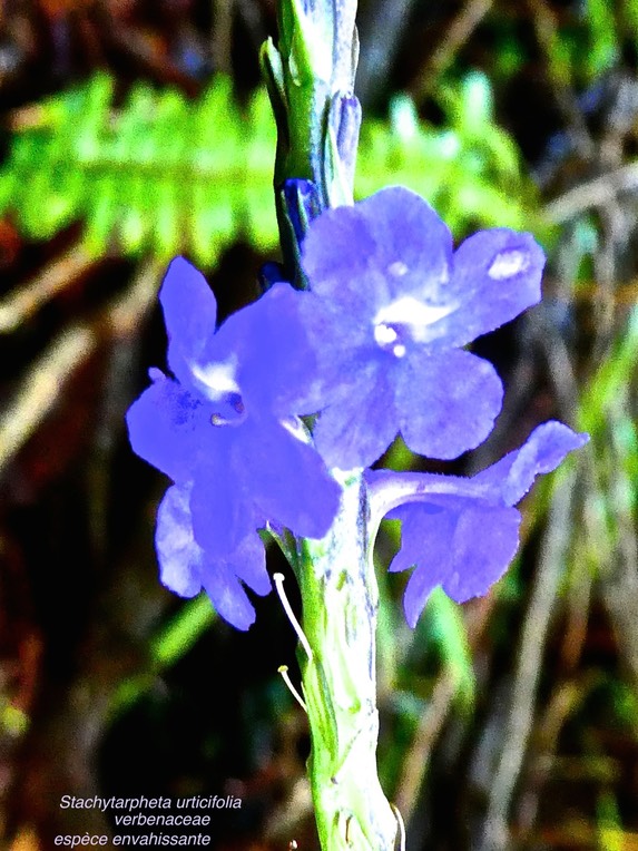 Stachytarpheta urticifolia .Herbe bleue. épi bleu .verbenaceae ..P1600163