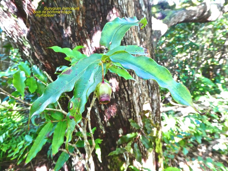Syzygium cymosum . bois de pomme rouge . myrtaceae .endémique Réunion Maurice  P1600340