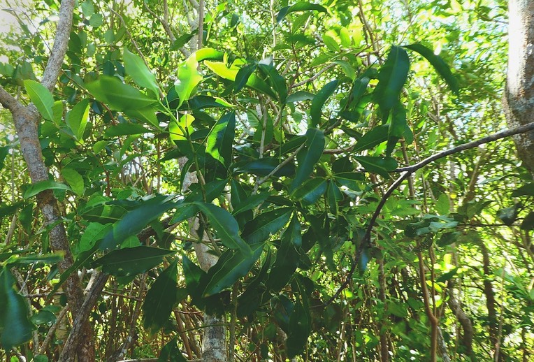 Vepris lanceolata . bois de patte poule  .bois de Saint Leu. rutaceae . indigène Mascareignes P1600385