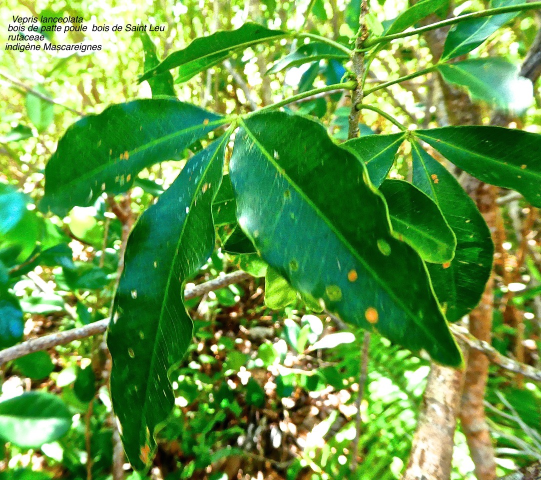 Vepris lanceolata .bois de patte poule . bois de Saint Leu . rutaceae . indigène Mascareignes .P1600383