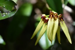 Bulbophyllum longiflorum - EPIDENDROIDEAE - Indigène Réunion