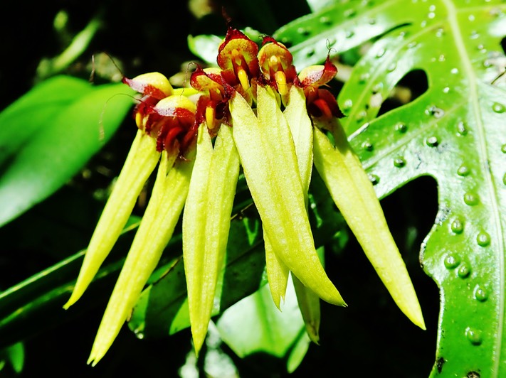 Bulbophyllum longiflorum (2)