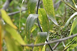 Flagellaria indica - Jolivave - FLAGELLARIACEAE - Indigène Réunion