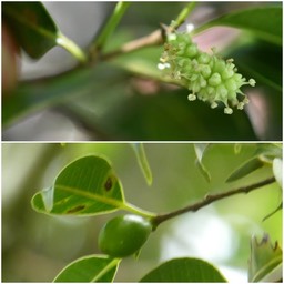 Maillardia borbonica - Bois de maman (pied mâle, pied femelle) - MORACEAE - Endémique Réunion
