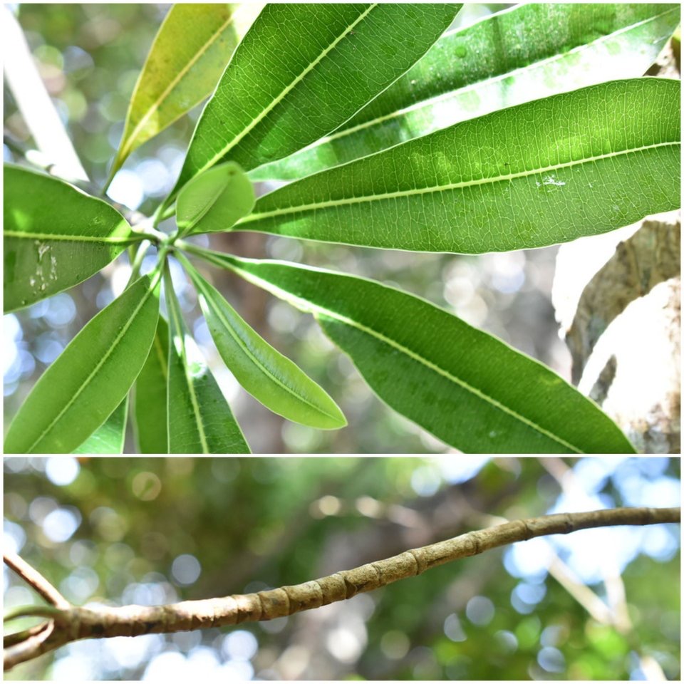 Ochrosia borbonica - Bois jaune ("bobines" sur les rameaux) - APOCYNACEAE - Endémique Réunion, Maurice