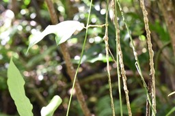 Passiflora suberosa - Liane grain d'encre (suberosa / liège) - PASSIFLORACEAE - EE
