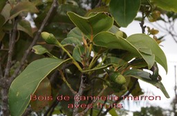 Bois de cannelle avec fruits- Ocotea obtusata - Lauracee- RM
