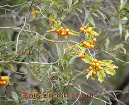 Bois de joli coeur- Pittosporum senacia- Pittosporacee- I