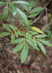 Bois de Juda - Cossinia pinnata- Sapindacee
