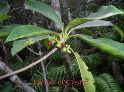 Bois d'Osto - Antirhea borbonica - Rubiacee - RM