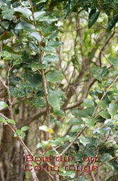 Bois dur - Securinega durissima - Phyllanthacee-I