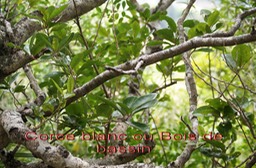 Corce blanc ou Bois de bassin -Homalium paniculatum - Salicacee-I
