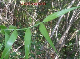 Jolivave - Flagellaria indica -Flagellariacee-I