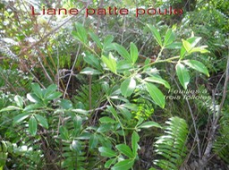 Liane patte poule- Toddalia asiatica - Rutacee- I - Copie