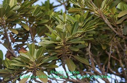 Petit natte- Labourdonnaisia colophylloides- Sapotacee- B