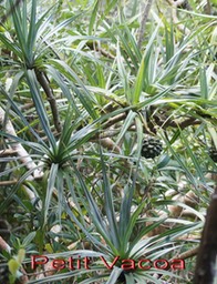 Petit Vacoa - Pandanus sylvestris - Pandanacee- B