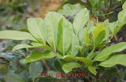 Tan georges - Molinea alternifolia - Sapindacee- RM