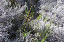 ??? Benthamia spiralis (Thouars) - - ORHICACEA - A. Rich. Madagascar, La Réunion, Maurice